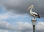 pelicans again 006